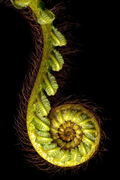 Indonesia, East Java. Fern unfolding. 