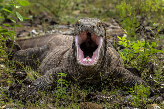 Indonesia, Komodo Dragon National Park. Komodo dragon with open mouth. 