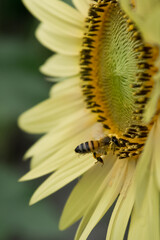 A close-up photo catches a pollen covered black and yellow striped honey bee as it lands on a large sunflower blossom against a soft blurred de-focused floral background.
