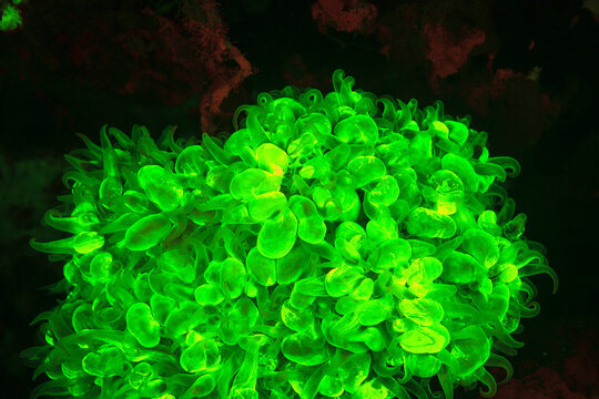 Natural occurring red fluorescing sponges (Leucetta sp.) and green Bubble Coral (Plerogyra sinuosa). Night dive at Wetar Island, Banda Sea, Indonesia