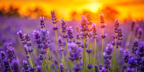 Naklejka premium Lavender Field Sunset Glow, close-up, purple flowers, golden light, lavender, sunset, field