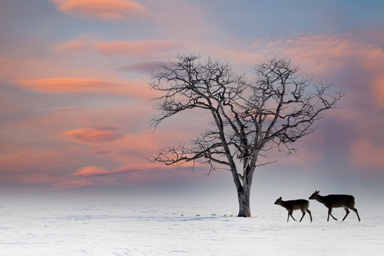 Japan, Hokkaido. Winters snow with lone tree and Sitka deer (digital composite)