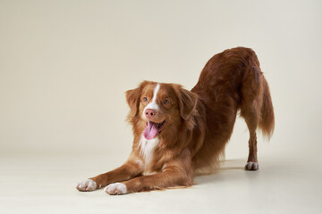 This vibrant red dog is caught in a playful stance, tongue out and a mischievous gleam in its eyes....
