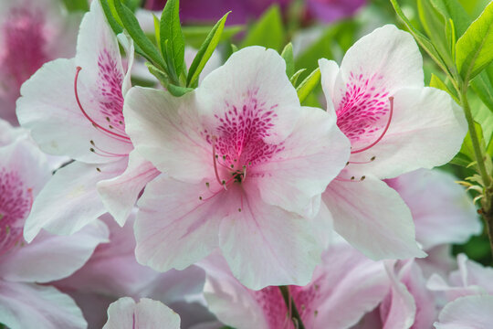 Japan, Kyoto. Azalea