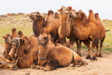 Asia, Mongolia, Eastern Gobi Desert. A group of domesticated Bactrian camels stand and lie together in the Gobi Desert.
