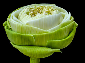 Lotus bud, Grand Palace, Bangkok, Thailand. Lotus bud white center, Buddhist symbol of purity, unopened bud folded soul unfold and open to divine truth