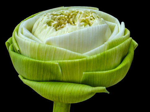 Lotus bud, Grand Palace, Bangkok, Thailand. Lotus bud white center, Buddhist symbol of purity, unopened bud folded soul unfold and open to divine truth