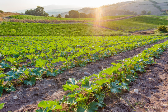 Organic zucchini farm, Marmara region, Turkey.