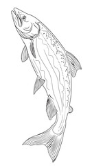 Obraz premium Salmon fish in continuous line art drawing style vector