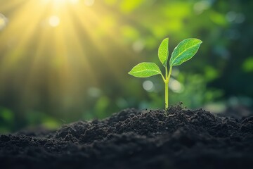 Fototapeta premium Young plant seedling in rich soil with a blurred background