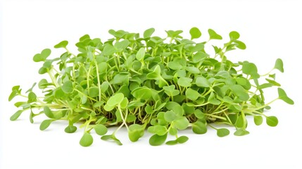 Obraz premium Bunch of microgreens on white background