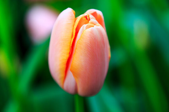 Netherlands, Flevoland. Dutch tulips in fields.