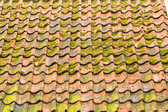 Netherlands, Flevoland. Dutch terra cotta tiled roof with moss.
