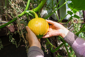 A gardener checks a pumpkin as it ripens.
