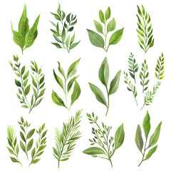 Fototapeta premium willow tree leaves icon sets isolated&nbsp;