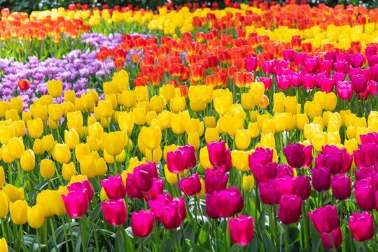 Netherlands, South Holland, Lisse. Purple, yellow and orange tulips in a garden.