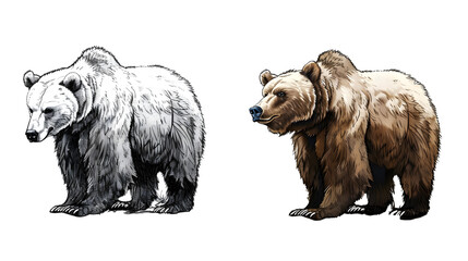 Obraz premium On the left, a black and white simple children's coloring book illustration featuring a grizzly bear with no shading