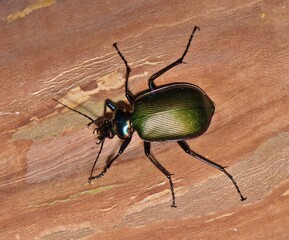 Forest Caterpillar Hunter beetle Calosoma sycophanta insect nature.