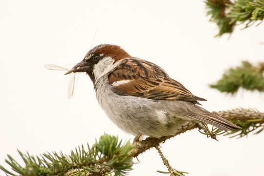 George Reifel Migratory Bird Sanctuary, British Columbia, Canada. House sparrow sitting on a branch eating an insect.