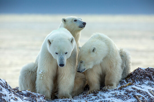 Canada, Manitoba, Churchill. Close-up of Hudson Bay polar bear mother and juvenile cubs.