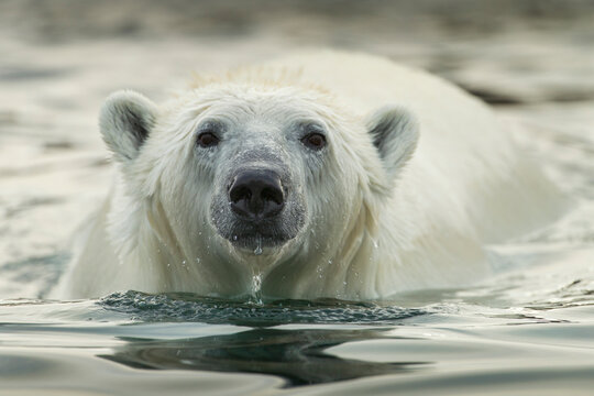 Canada, Nunavut Territory, Repulse Bay, Polar Bear (Ursus maritimus) wading along shallow shoreline of Harbour Islands along Hudson Bay on summer morning