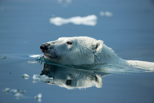 Canada, Nunavut Territory, Repulse Bay, Polar Bear (Ursus maritimus) swimming in Hudson Bay near Arctic Circle