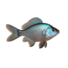 Fototapeta premium TRANSPARENT PNG ULTRA HD 8K A solitary Gourami fish with vibrant colors and elongated fins, gracefully swimming against a transparent background, showcasing its serene and elegant form