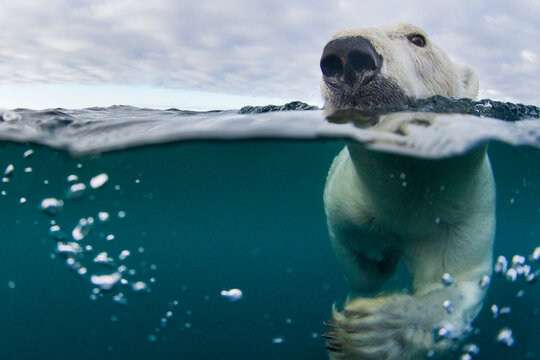 Canada, Nunavut Territory, Repulse Bay, Underwater view of Polar Bear (Ursus maritimus) swimming in Hudson Bay near Harbour Islands