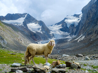 Tiroler Bergschaf (also called Pecora Alina Tirolese) on its mountain pasture (Shieling) in the Otztal Alps (Obergurgl, Hohe Mut, Gaisbergtal). Austria, Tyrol
