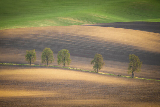 Europe, Czech Republic, Moravia. Row of chestnut trees and rolling hills.