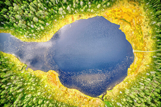 Finland, Kainuu, Hiidenportti National Park. Lake in the forest, the yellow rim is due to blooming floating grass