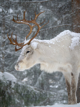 Reindeer covered with snow during the arctic winter. Reindeer Farm near Pyha in Finland north of the polar circle.