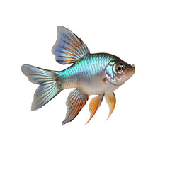 Fototapeta premium TRANSPARENT PNG ULTRA HD 8K A solitary Guppy fish with vivid colors and a flowing tail, swimming elegantly against a transparent background, highlighting its lively and delicate form