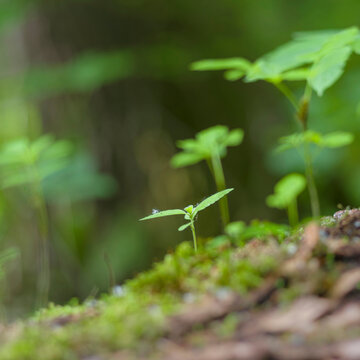 Seedling on deadwood. The Thuringian Forest Nature Park, part of the UNESCO World Heritage Site. Primeval Beech Forests of the Carpathians and the Ancient Beech Forests of Germany.
