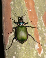 Forest Caterpillar Hunter beetle Calosoma sycophanta beetle insect nature.