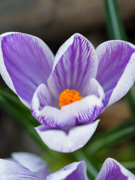 Crocus, variety Pickwick, Central Europe, Germany