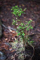 growing plants in the mountain