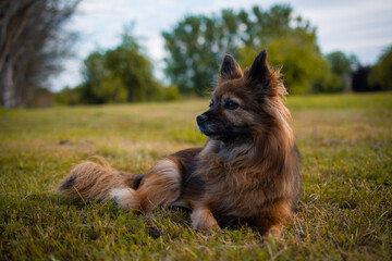 Rasa Paperanian - pies z rodziny Papilonów © Pavlo