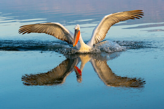 Europe, Greece, Lake Kerkini. A dalmatian pelican lands on the icy water of the lake with a nice reflection.