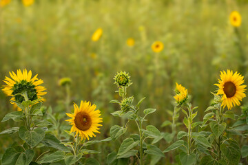 Yellow sunflowers in a summer field