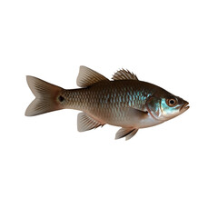 TRANSPARENT PNG ULTRA HD 8K A solitary Molly fish with vivid colors and flowing fins, swimming elegantly against a transparent background, highlighting its lively and graceful form