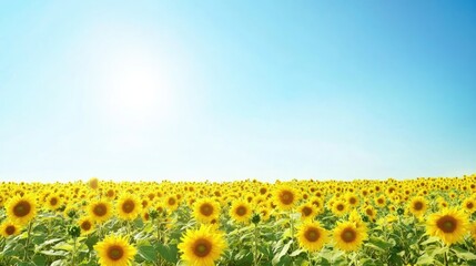 Fototapeta premium Golden field of sunflowers under a clear blue sky, bright and cheerful summer landscape