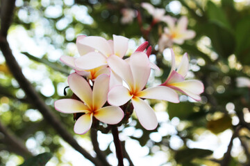 プルメリア（ドワーフシンガポールピンク）の花