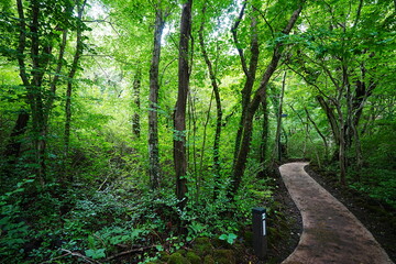 fine walkway in refreshing forest