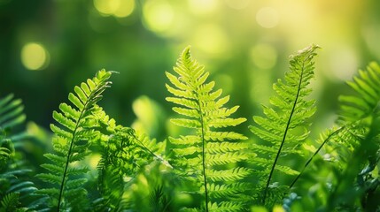 Green fern leaves with soft focus, natural plant texture, calming and serene nature scene