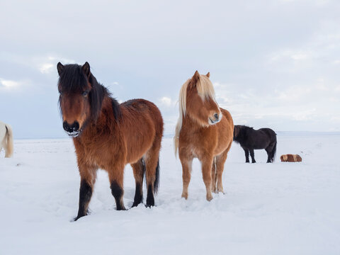 Icelandic Horse in fresh snow. Traditional breed for Iceland and traces its origin back to the horses of the old Vikings, Iceland.