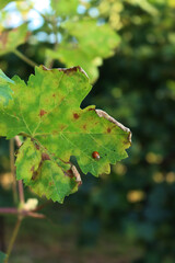 Ladybug on aVine leaf in the vineyard on summer. Coccinella punctata insect