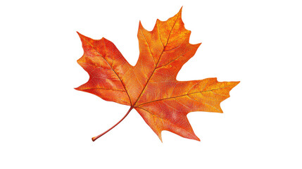 Bright Autumn Leaf against transparent background Highlighting the Beauty of Fall