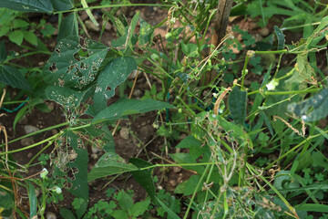 Green leaves of French bean plants with many holes damaged by insects 