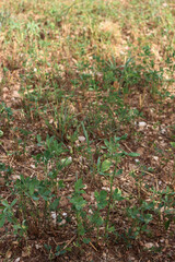 Top view of damaged Medicago Sativa plants. Alfalfa field damaged by summer drought